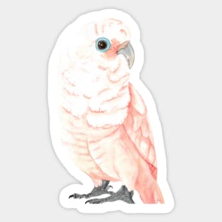 Goffin's cockatoo watercolor Sticker